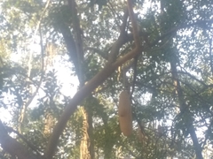 Kigelia africana