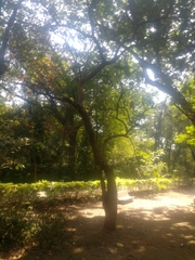 Kigelia africana