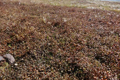 Samolus repens repens