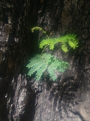 Peltophorum pterocarpum