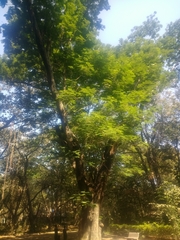 Peltophorum pterocarpum