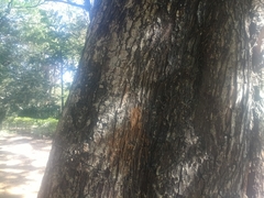 Peltophorum pterocarpum