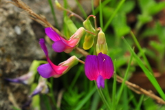 Lathyrus digitatus