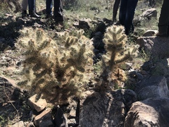 Cylindropuntia chuckwallensis
