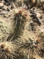 Cylindropuntia chuckwallensis