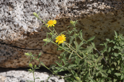 Shevock's False Goldenaster (Heterotheca shevockii)
