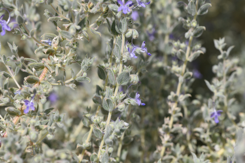 San Joaquin bluecurls (Trichostema ovatum)