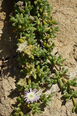 Disphyma australe australe