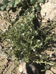 Pectocarya heterocarpa