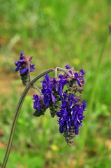 Salvia nutans