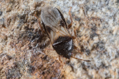 Dimorphopterus cornutus