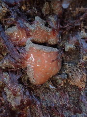 Aplidium solidum