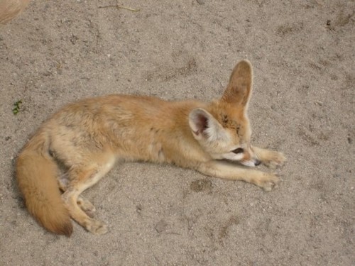Fennec Fox
