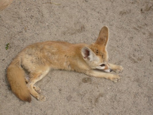 Fennec Fox Vulpes Zerda Inaturalist