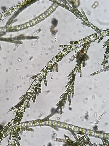 Cloniophoraceae