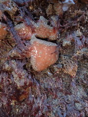Aplidium solidum