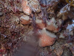 Aplidium solidum