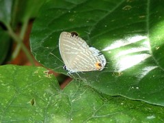 Jamides celeno aelianus