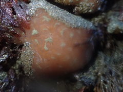 Aplidium solidum