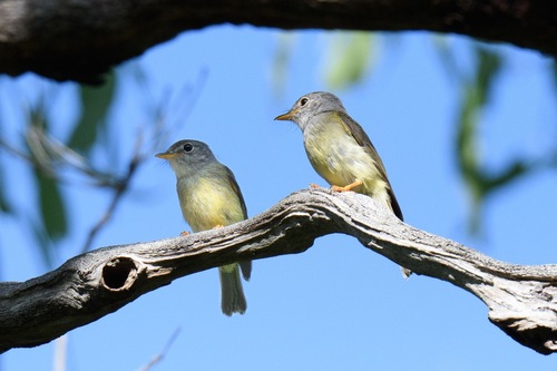 Yellow-legged Flyrobin (Kempiella griseoceps), photo 2