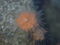 Ectopleura