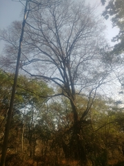 Holoptelea integrifolia