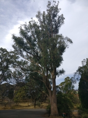 Eucalyptus amygdalina