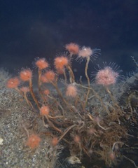 Ectopleura