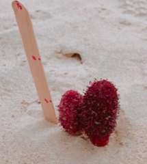 Cynomorium coccineum