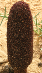 Cynomorium coccineum