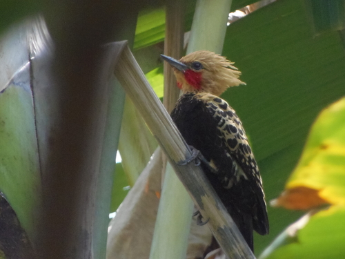 Ochre-backed Woodpecker