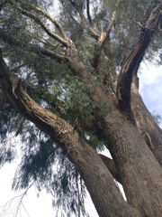 Eucalyptus amygdalina