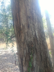 Holoptelea integrifolia