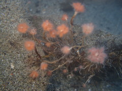 Ectopleura