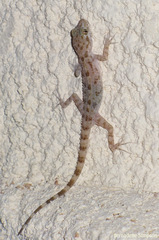 Cyrtopodion scabrum