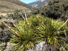 Aciphylla horrida