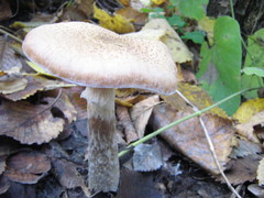 Armillaria cepistipes