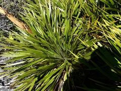 Aciphylla horrida