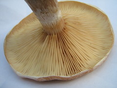 Armillaria cepistipes