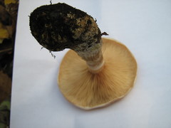 Armillaria cepistipes