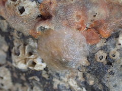 Crepipatella lingulata