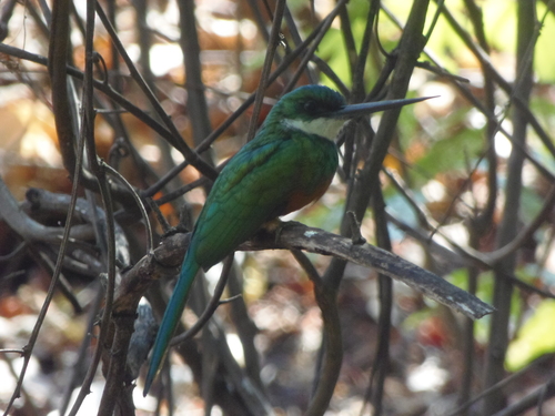 Rufous-tailed Jacamar