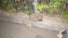 Erinaceus roumanicus