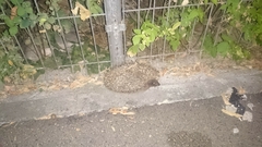 Erinaceus roumanicus