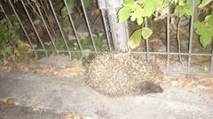 Erinaceus roumanicus