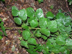 Rubus ranftii