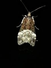 Scoparia minusculalis