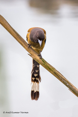 Dendrocitta vagabunda