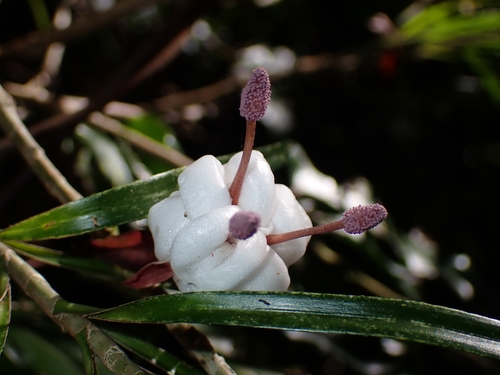 Freycinetia graminifolia observed 2023-09-24
