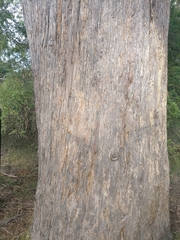 Eucalyptus amygdalina